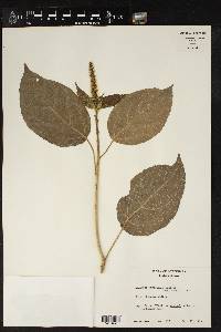 Acalypha mortoniana image