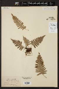 Polypodium appalachianum image