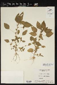 Acalypha arvensis image