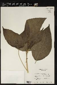 Acalypha mortoniana image