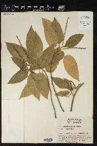 Acalypha elliptica image