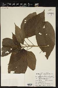 Acalypha mortoniana image