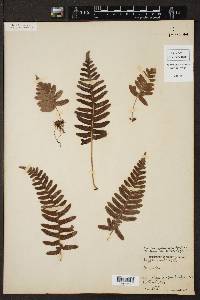 Polypodium appalachianum image