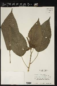 Acalypha mortoniana image