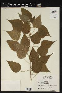 Acalypha cuspidata image