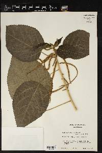 Acalypha mortoniana image