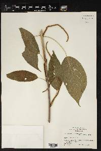 Acalypha macrostachya image