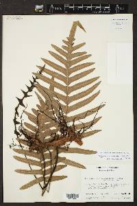 Polypodium puberulum image
