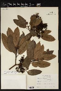 Arbutus xalapensis image