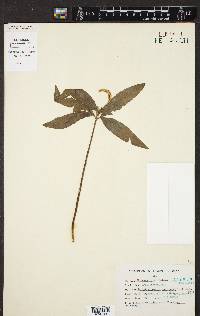 Helminthostachys zeylanica image