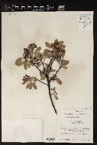 Arctostaphylos pungens image