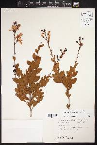 Bejaria racemosa image