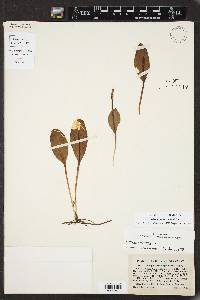 Ophioglossum engelmannii image