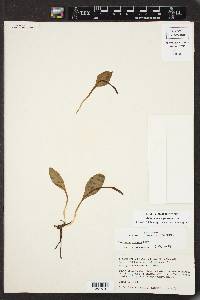 Ophioglossum engelmannii image