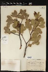 Arctostaphylos patula image