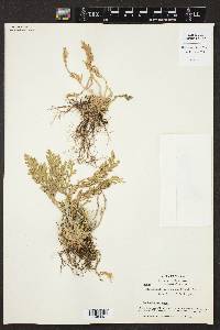 Selaginella pallescens image