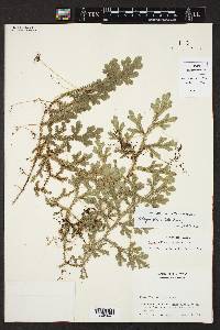 Selaginella sertata image