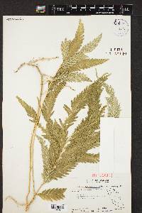 Selaginella wallichii image