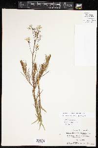 Amsonia ciliata image