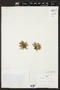 Selaginella rupestris image