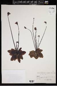 Pinguicula vulgaris image