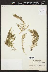 Selaginella novae-hollandiae image