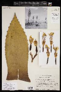 Agave parryi var. huachucensis image