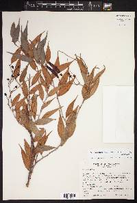 Cavendishia melastomoides image