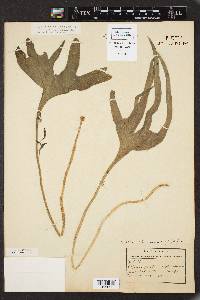 Ophioglossum palmatum image