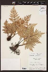 Cheiloplecton rigidum image