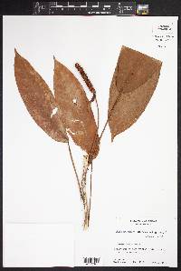 Anthurium microspadix image