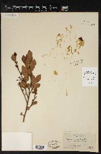 Vaccinium vacillans image