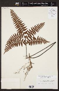 Adiantum intermedium image