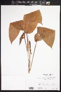 Anthurium microspadix image