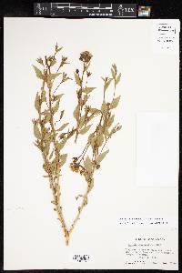 Amsonia tomentosa image