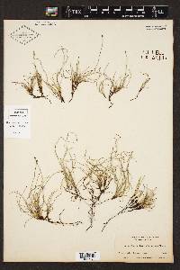 Equisetum scirpoides image