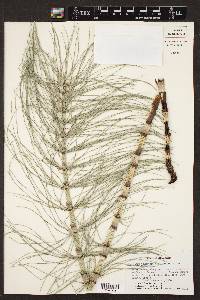 Equisetum telmateia image