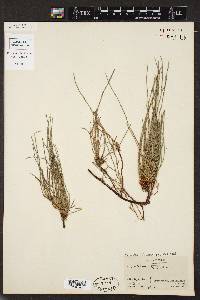 Equisetum palustre image