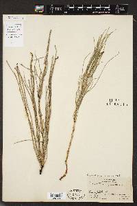 Equisetum palustre image