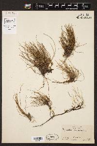 Equisetum scirpoides image