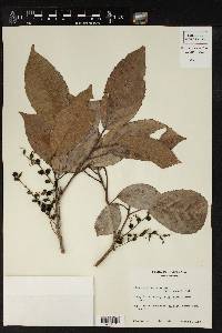 Alchornea latifolia image