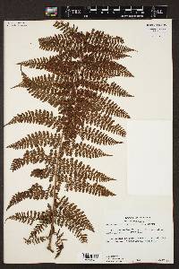 Dennstaedtia cicutaria image