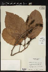 Alchornea latifolia image