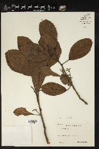 Alchornea latifolia image