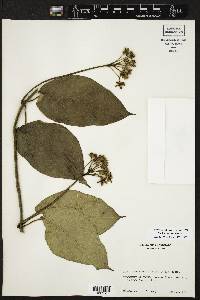 Fischeria scandens image