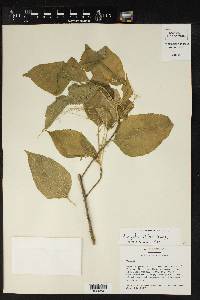 Acalypha villosa image