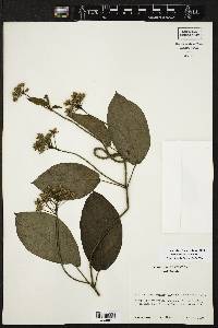 Fischeria scandens image