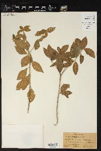 Image of Acalypha carpinifolia