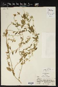 Image of Metastelma trichophyllum
