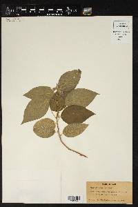 Acalypha pycnantha image